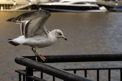 Seagull perching on railing