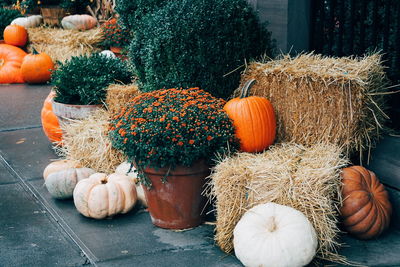 Pumpkins on hay against plants at yard