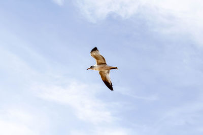 Low angle view of seagull flying