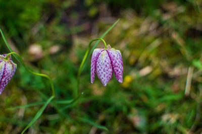 Close-up of purple flowering plant