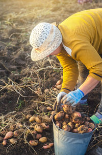 Farmer woman collects potatoes. work on a field. fresh organic food. harvesting campaign