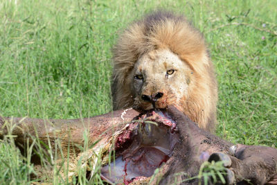 Close-up of lion eating grass