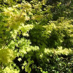 Full frame shot of tree