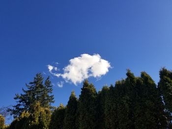 Low angle view of trees against blue sky