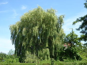 Trees growing on field against sky