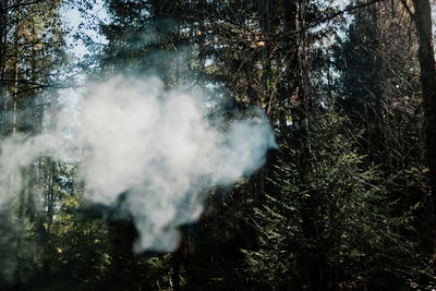 Aerial view of trees in forest