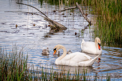 Mute swan bird family with cygnets swimming together. parents swan with babies. cygnus olor. 