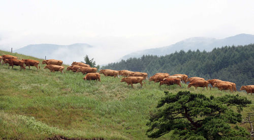 View of sheep on field against sky
