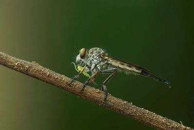 Close-up of insect perching on branch