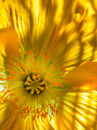 Close-up of yellow flower