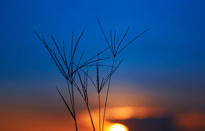 Close-up of stalks against blue sky at sunset