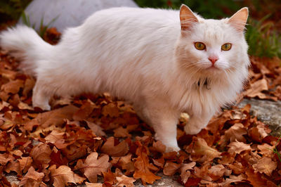 Portrait of cat lying on leaves during autumn