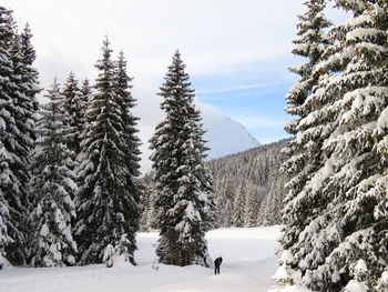 Snow covered land and trees against sky