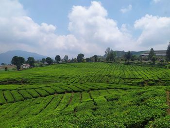 Scenic view of agricultural field against sky