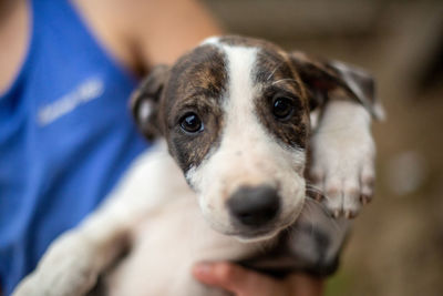 Portrait of puppy