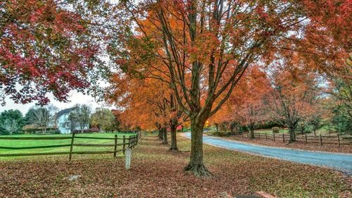 Trees on field in park during autumn