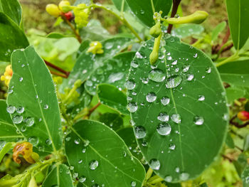 Close-up of wet plant leaves during rainy season