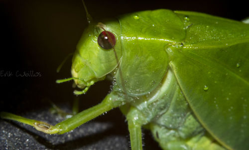 Close-up of insect on plant