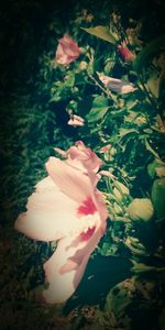 Close-up of pink flowers