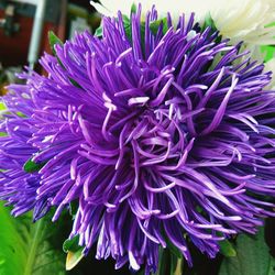 Close-up of purple flower blooming outdoors