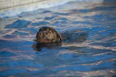 View of turtle swimming in sea