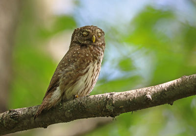 Close-up of owl perching on branch