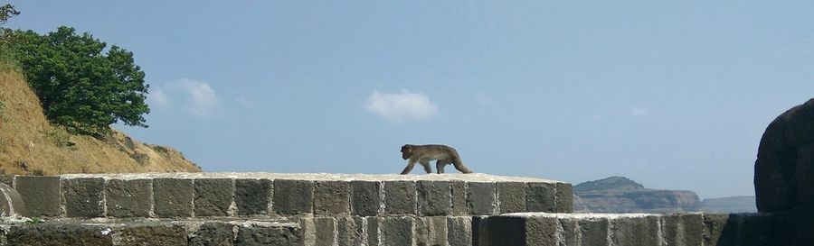 View of a horse standing against the wall