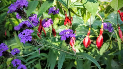 Close-up of purple flowers