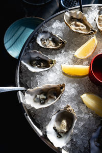 Open raw oysters with lemon and rosemary. fresh seafood on a metal tray