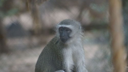 Close-up of monkey