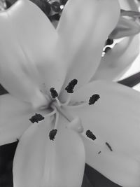 Close-up of white flower