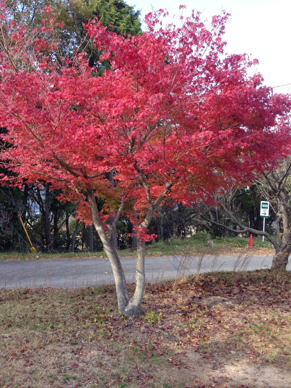 tree, red, branch, park - man made space, growth, nature, beauty in nature, autumn, tranquility, flower, park, day, pink color, grass, transportation, tranquil scene, clear sky, outdoors, field, bench