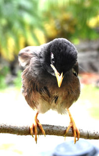 Close-up of a bird