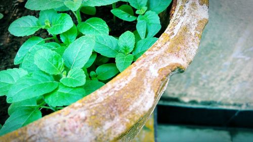 Close-up of tree trunk