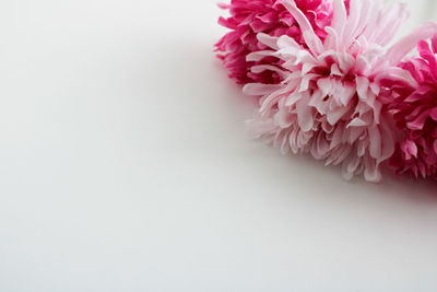 Close-up of pink flower against white background