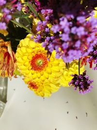 Close-up of yellow flowers