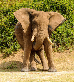 View of elephant on land