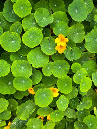 High angle view of flowering plant leaves