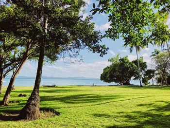 Scenic view of trees on field against sky