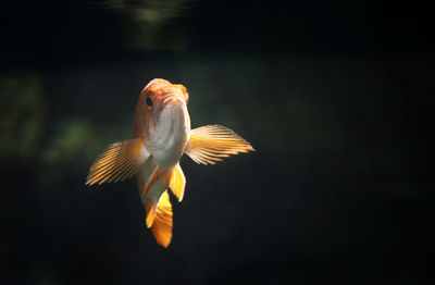 Close-up of fish swimming in sea