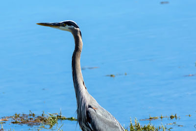 Close-up of gray heron against sky