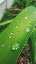 Close-up of green leaves