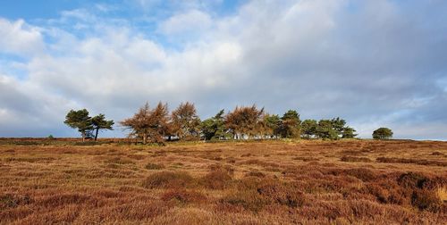 Trees on field against sky