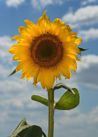 Close-up of sunflower against sky