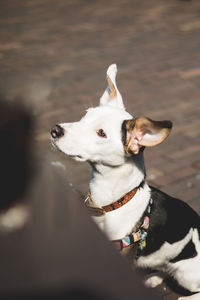 High angle view of white dog