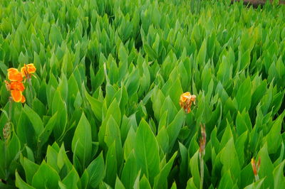 Close-up of flowering plants growing on field