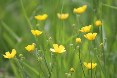 Close-up of yellow flowers blooming in field