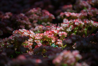 Close-up of pink flowering plant