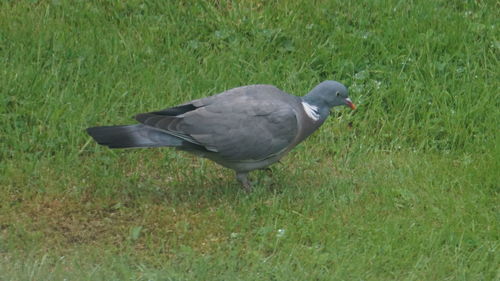 High angle view of duck on field