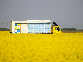 Beehive truck parked in blooming oilseed rape field